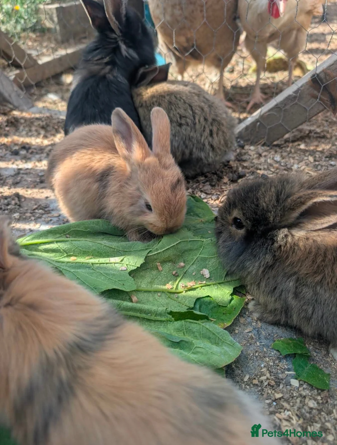Lionhead rabbits for sale: Bunnies for sale  - Advert 1