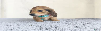 Miniature Dachshund Puppy 6