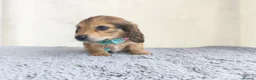 Miniature Dachshund dogs for sale:  Long haired mini dachshunds ready to leave  - Advert 12