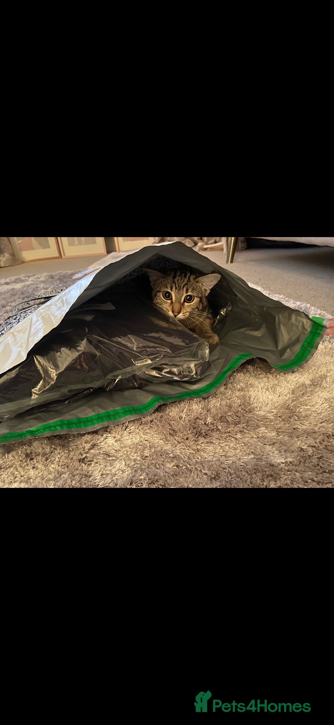 Siberian cats for sale: Rehome - Siberian & Tabby - Image 5