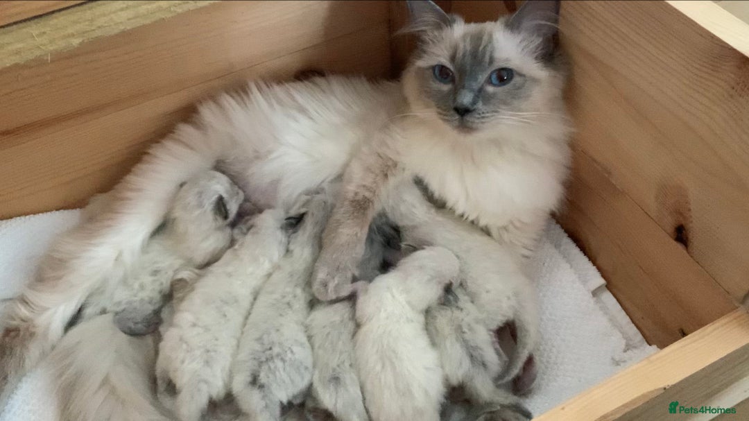 Ragdoll cats for sale: Ragdoll Kitten GCCF, ready now. - Image 24