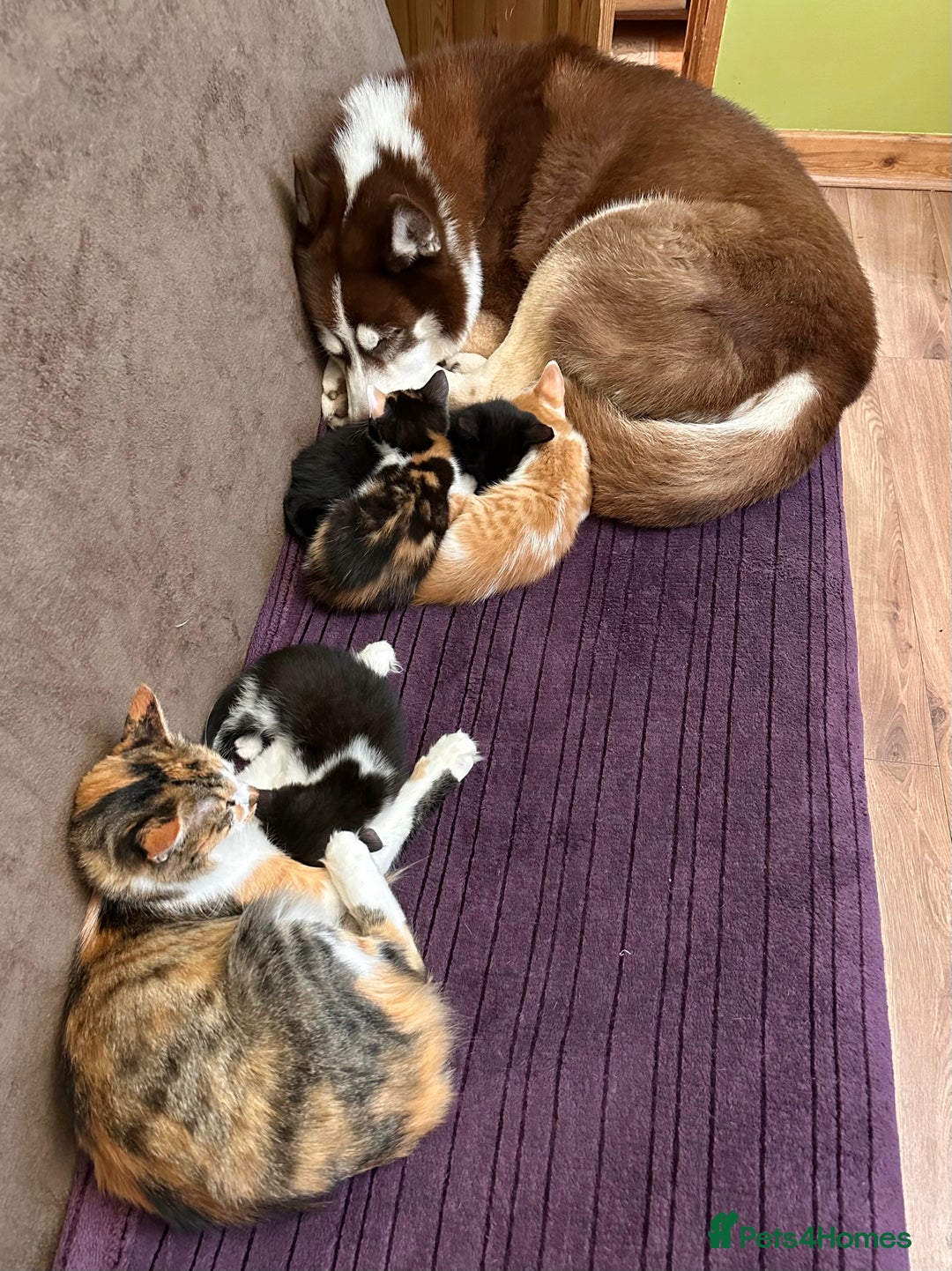 Mixed Breed cats for sale: Kittens from half Siamese mum - Advert 18