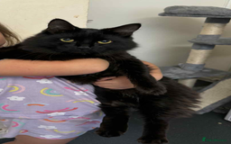Mixed Breed cats for sale: Spook!  - Image 1