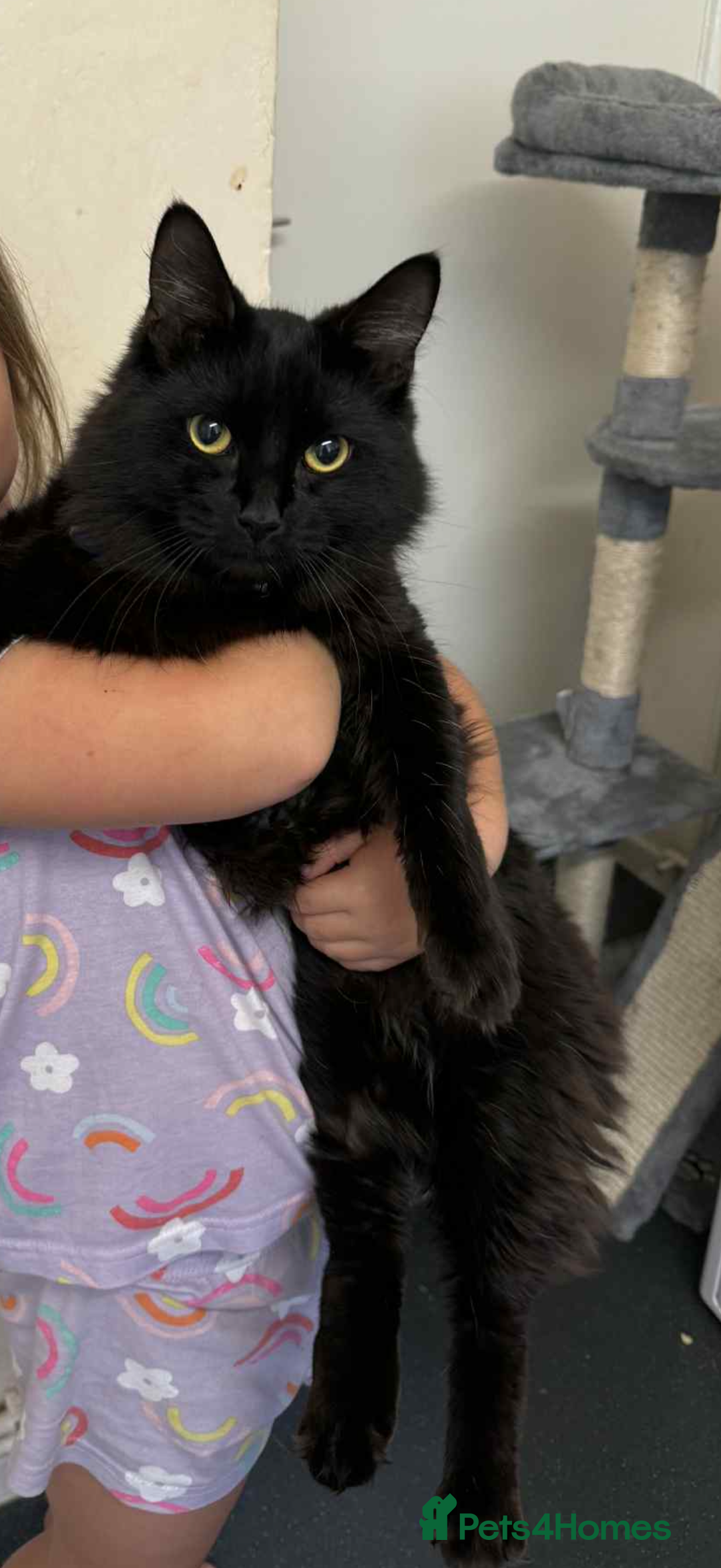 Mixed Breed cats for sale: Spook!  - Image 1