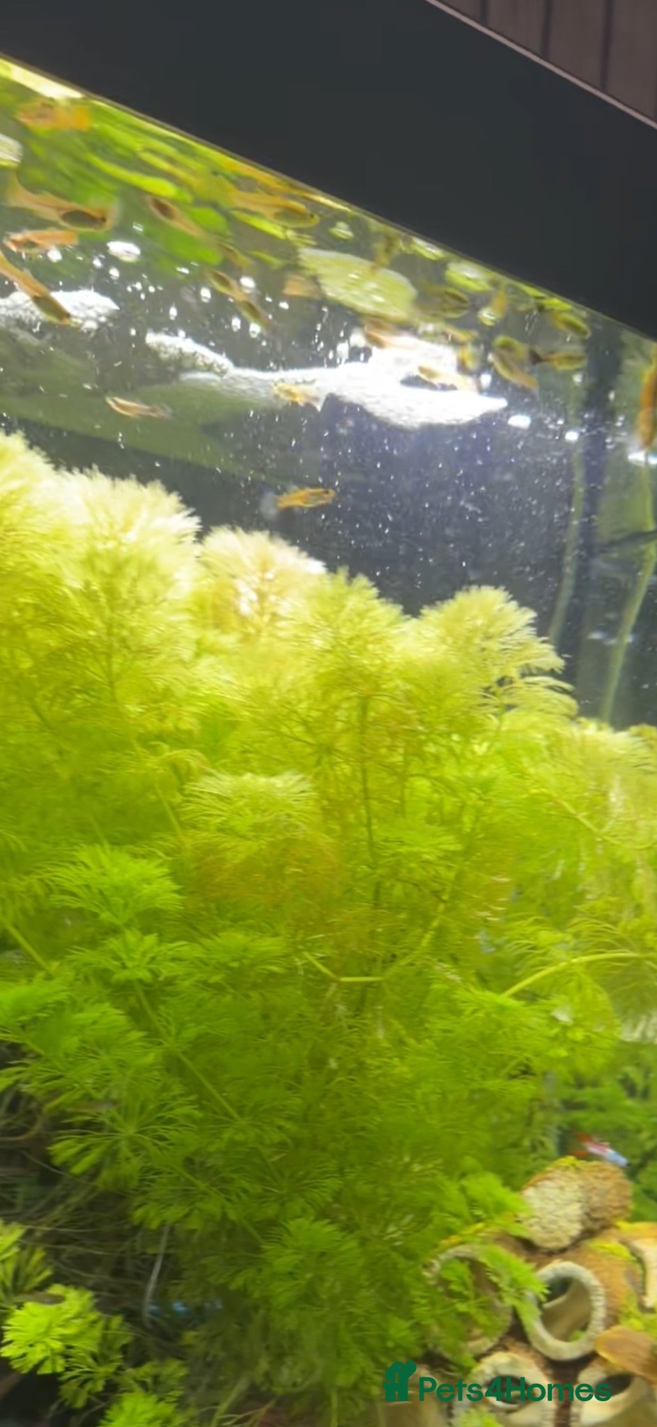 Other/Mixed Breed fish Mixed guppies for sale  - Advert 1