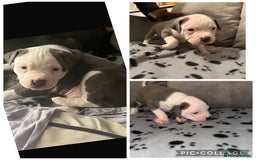 Staffordshire Bull Terrier dogs for sale: Beautiful Staffordshire bull terrier puppies  - Image 6