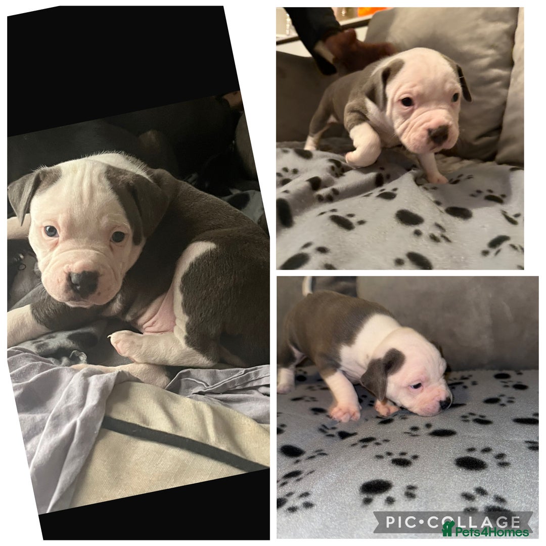 Staffordshire Bull Terrier dogs for sale: Beautiful Staffordshire bull terrier puppies  - Image 6