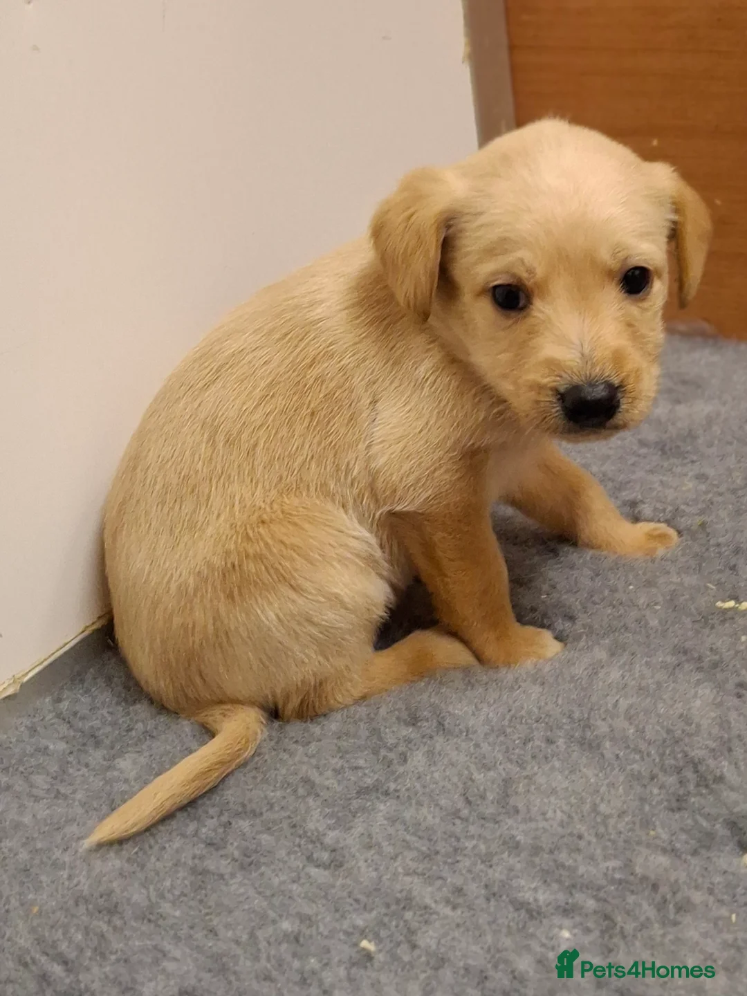 Mixed Breed dogs for sale: Miniature labradoodle X Whippet Puppies - Advert 9