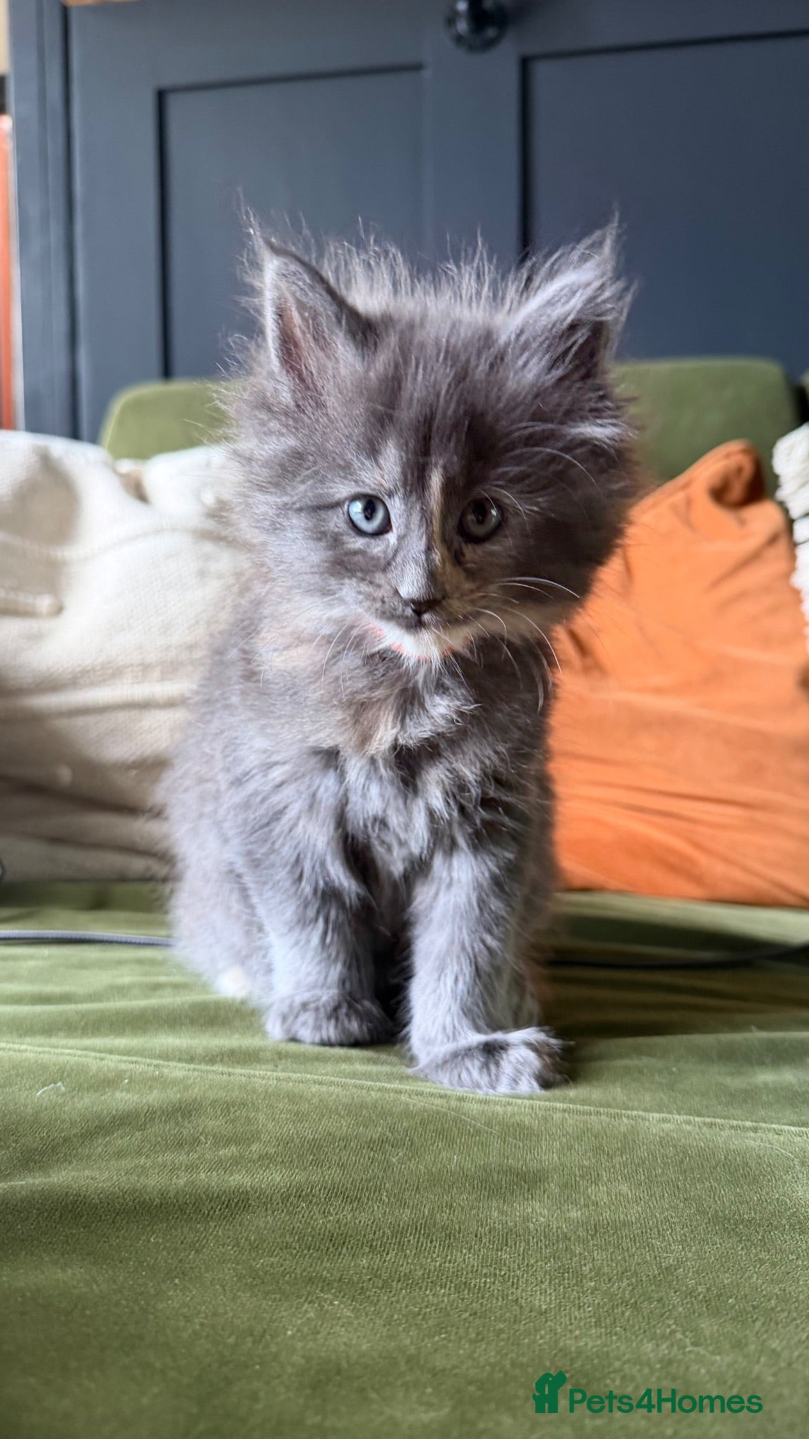 Maine Coon cats Female Dilute Tortie Maine Coon Cross - Advert 1