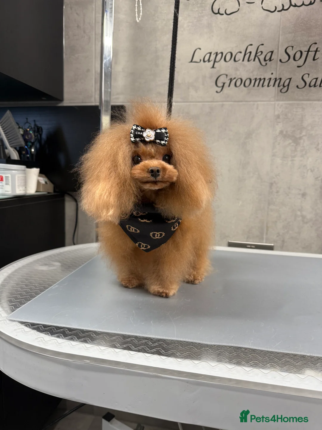 Toy Poodle dogs for stud: Stunning true to type Asian toy poodle - Advert 1