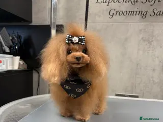 Toy Poodle dogs Stunning true to type Asian toy poodle - Advert 6