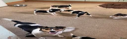 Jack Russell dogs for sale: Jack Russell pup for sale in Blairgowrie - Advert 2
