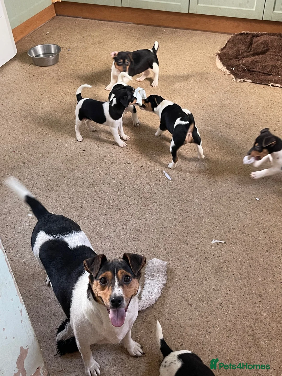 Jack Russell dogs for sale: Jack Russell pup for sale in Blairgowrie - Advert 2