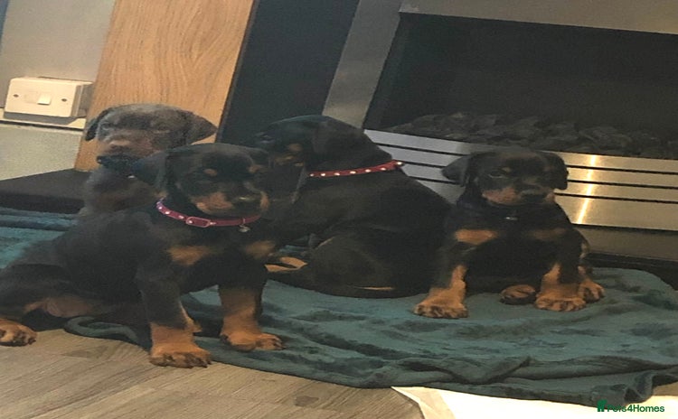 Dobermann dogs - Advert 1