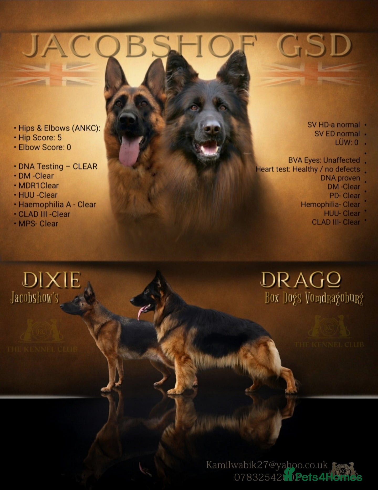 German Shepherd dogs  Exceptional German Shepherd Dog Puppies – KC Reg - Advert 3