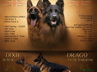 German Shepherd dogs Exceptional German Shepherd Dog Puppies – KC Reg - Advert 3