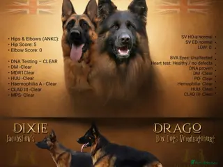 German Shepherd dogs Exceptional German Shepherd Dog Puppies – KC Reg - Advert 14