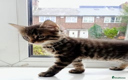 Mixed Breed cats for sale: Maine Coon and Bengal mixed breed kittens  - Image 4