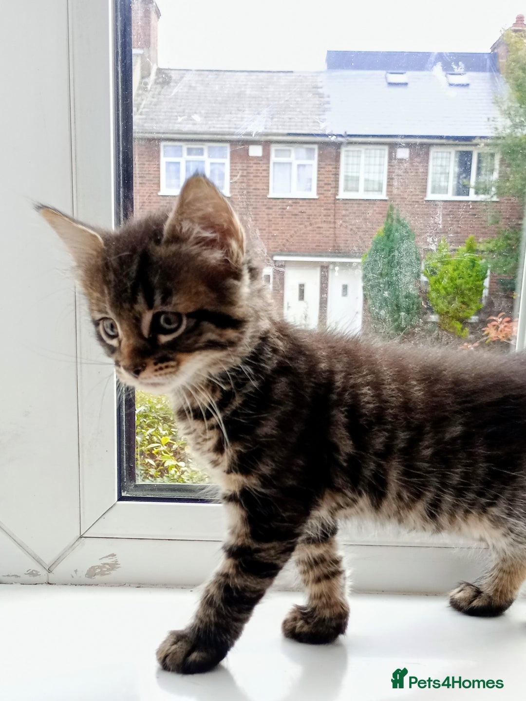 Mixed Breed cats for sale: Maine Coon and Bengal mixed breed kittens  - Image 4