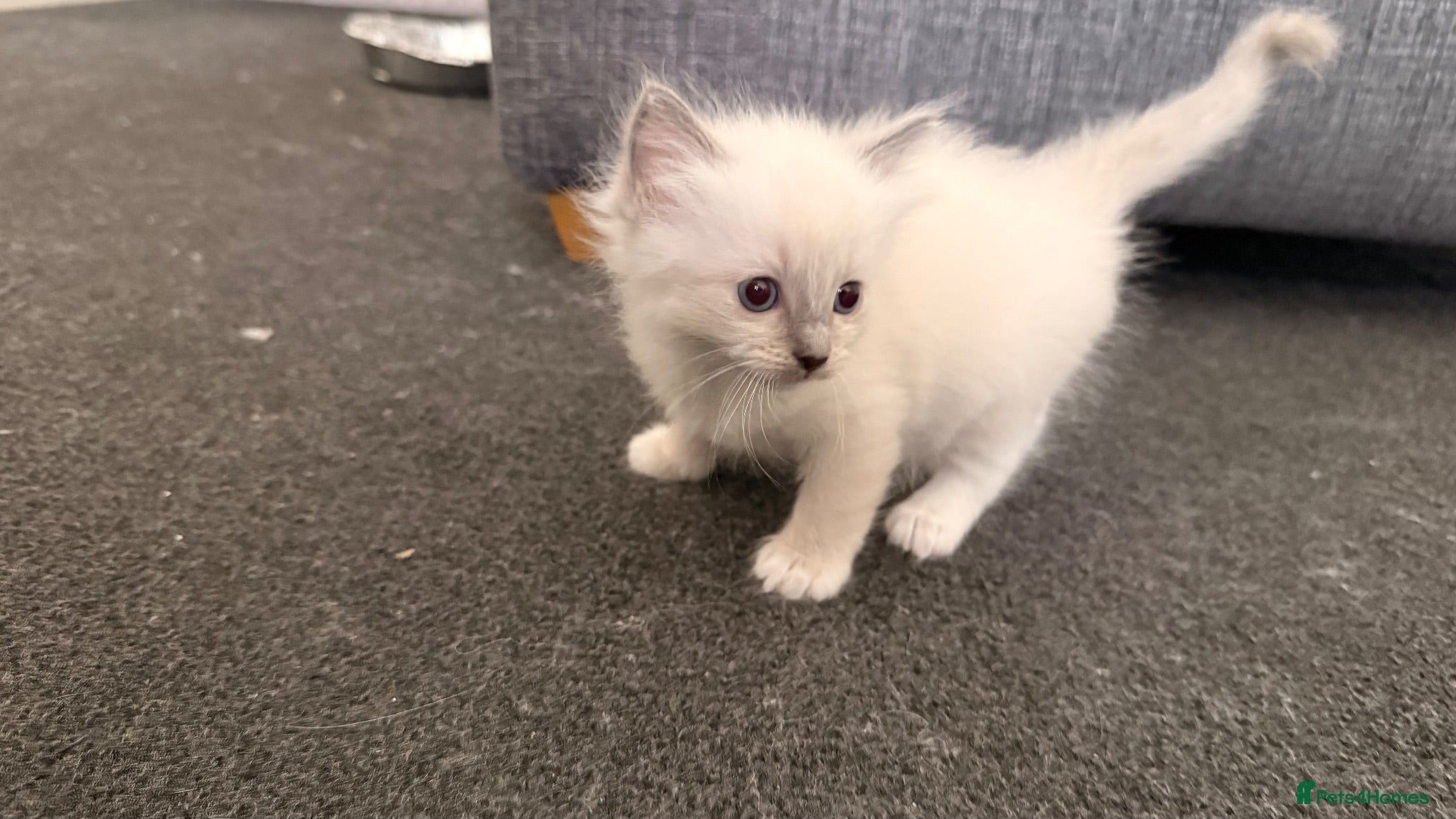 Ragdoll cats 3 Lovely Kittens Looking for Forever Homes - Advert 12