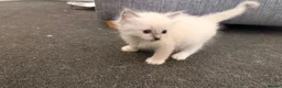 Ragdoll cats for sale: 3 Lovely Kittens Looking for Forever Homes - Advert 5