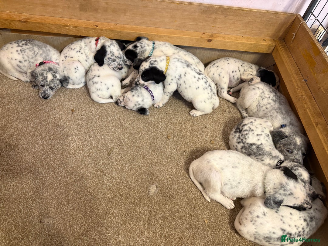 Mixed Breed dogs for sale: Pyrematian puppies - Advert 8