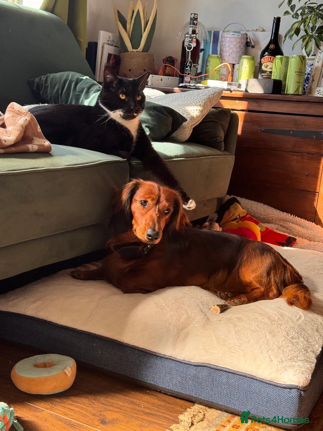 Dachshund dogs for sale: Charlie the Dachshund  - Advert 18