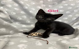 Domestic Shorthair cats for sale: Kittens ready for forever homes  - Image 1