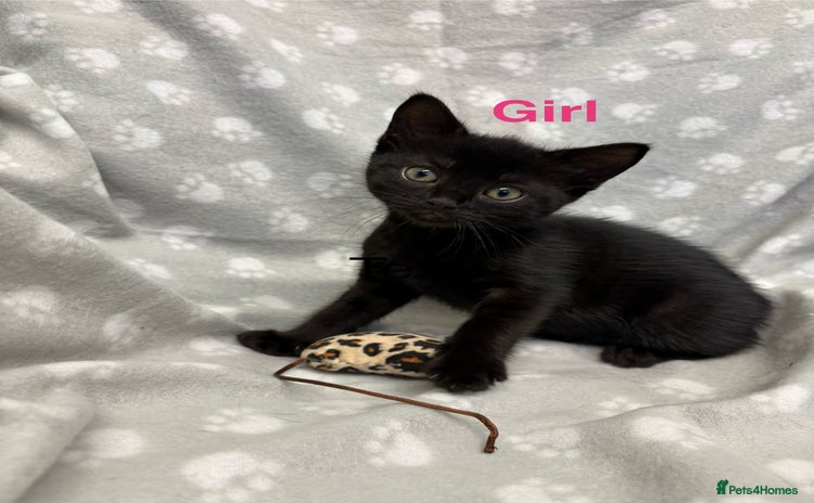 Domestic Shorthair cats - Advert 2