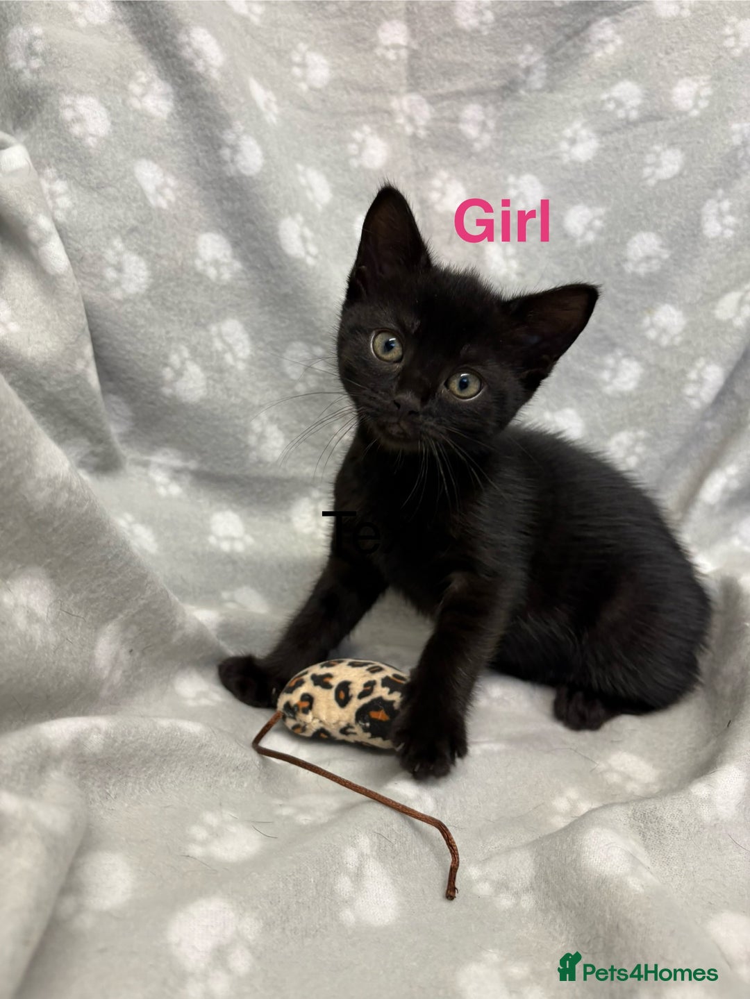 Domestic Shorthair cats for sale: Kittens ready for forever homes  - Image 1