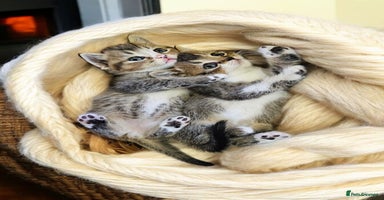 Scottish Fold cats Tiny Treasures Scottish Fold Straight Ear Kittens - Advert 1