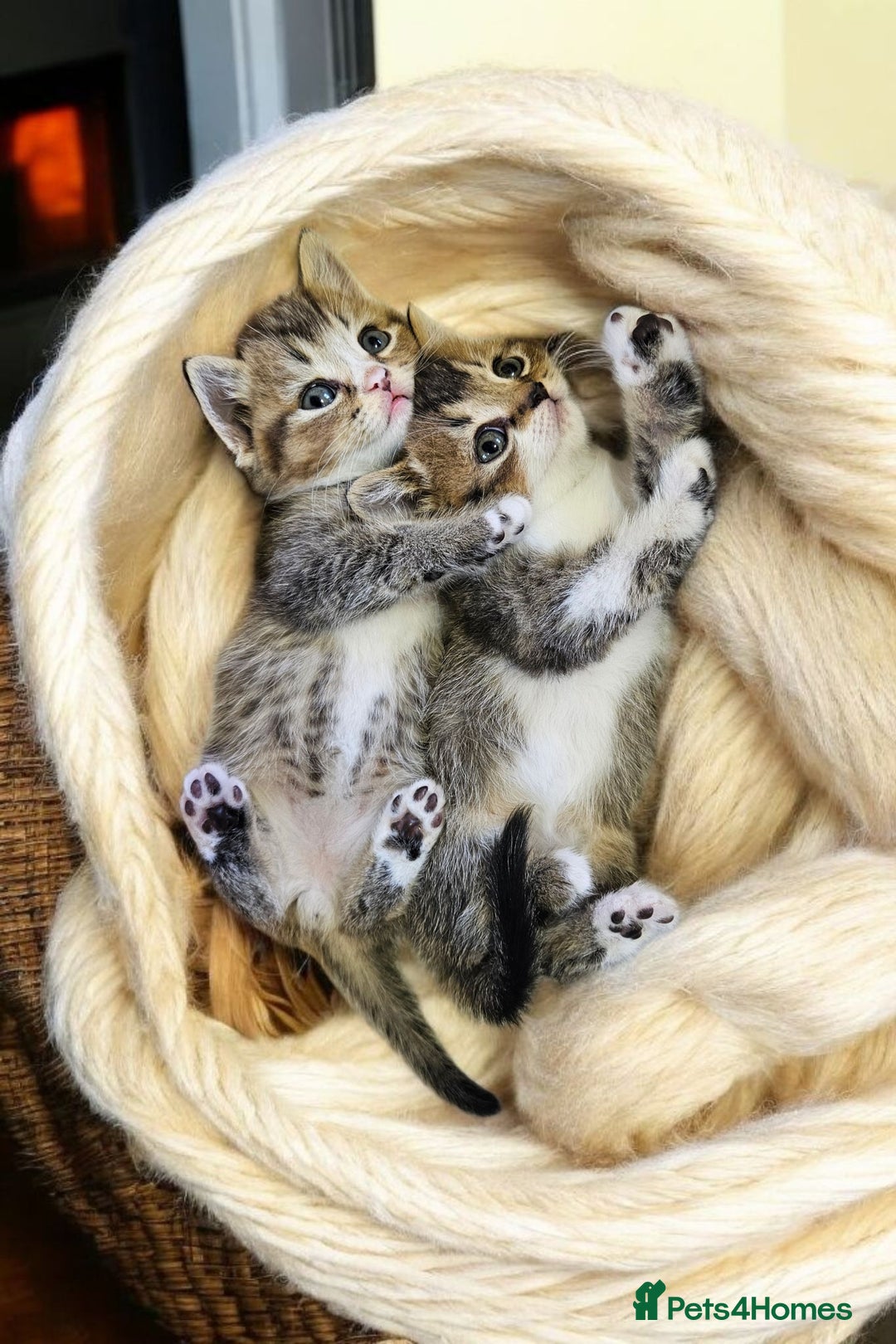 Scottish Fold cats for sale: Bundle of 11 Scottish fold Straight Ears Kittens - Image 16