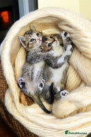 Scottish Fold cats Tiny Treasures Scottish Fold Straight Ear Kittens - Advert 1