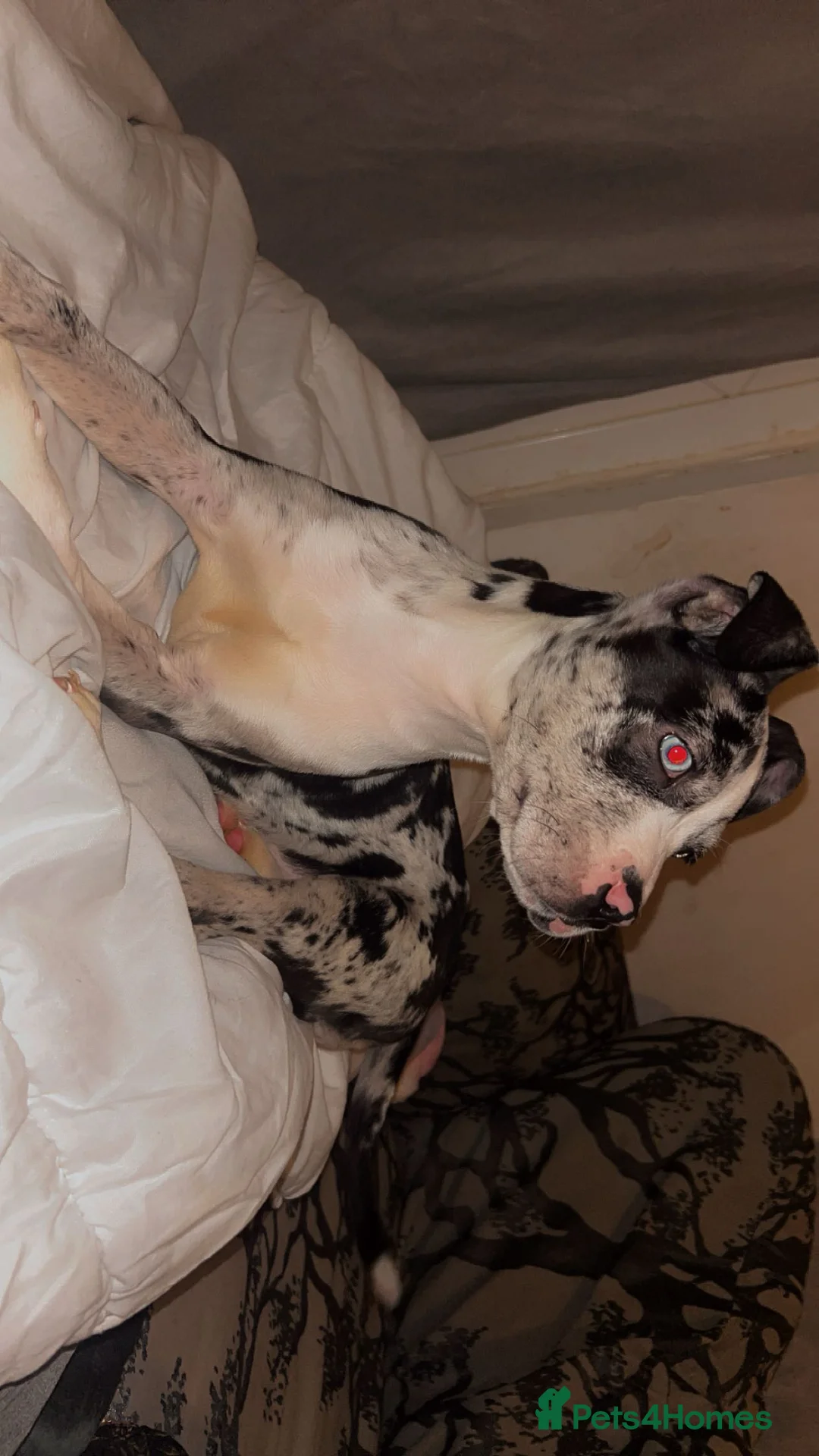 Staffordshire Bull Terrier dogs for sale: Female Staffy for sale £0-200.  - Advert 2