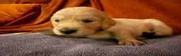 Golden Retriever dogs for sale: KC Golden retriever pups, fame & champion lines - Advert 30