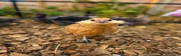Chickens poultry for sale: Barbu D'anver Pullets - Advert 4