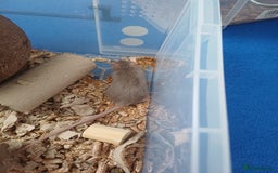 Mouse rodents for sale: 1 male and 4 female mice  - Image 6