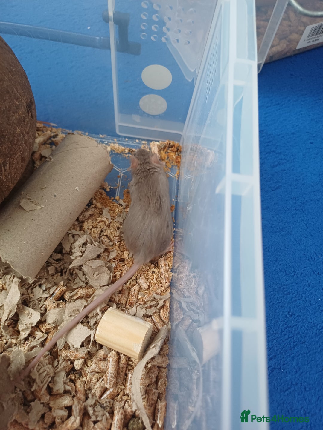 Mouse rodents for sale: 1 male and 4 female mice  - Image 6
