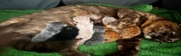 British Shorthair cats for sale: British shorthair kittens  - Advert 1