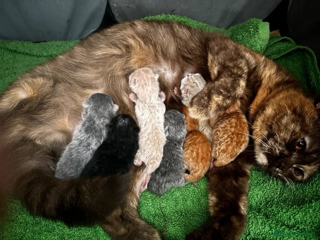 British Shorthair cats for sale: British shorthair kittens  - Advert 1