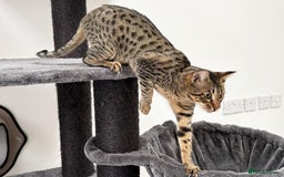 Savannah cats for sale: Reduced and ready F6 Savannah boy Koffee - Image 2