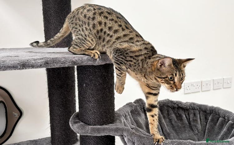 Savannah cats - Advert 13