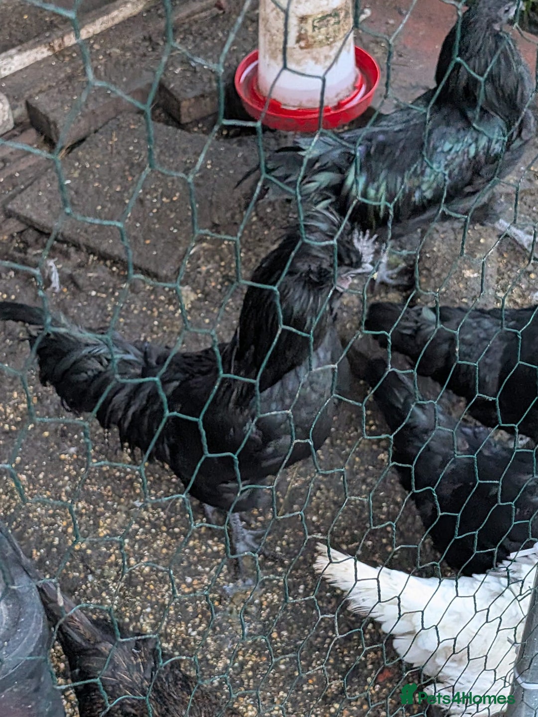 Mixed Breed birds for sale: Chickens  - Advert 3