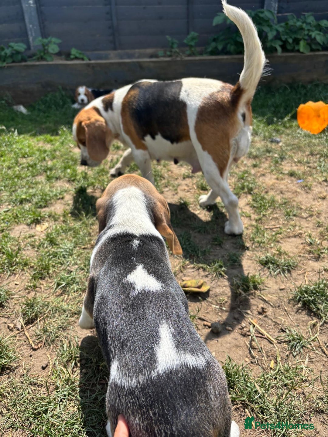 Beagle dogs for sale: Beagle puppy for sale  - Image 5
