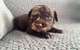 Cockapoo dogs for sale: F1 Cockapoo puppies  - Image 16