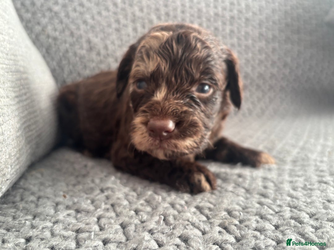Cockapoo dogs for sale: F1 Cockapoo puppies  - Image 16