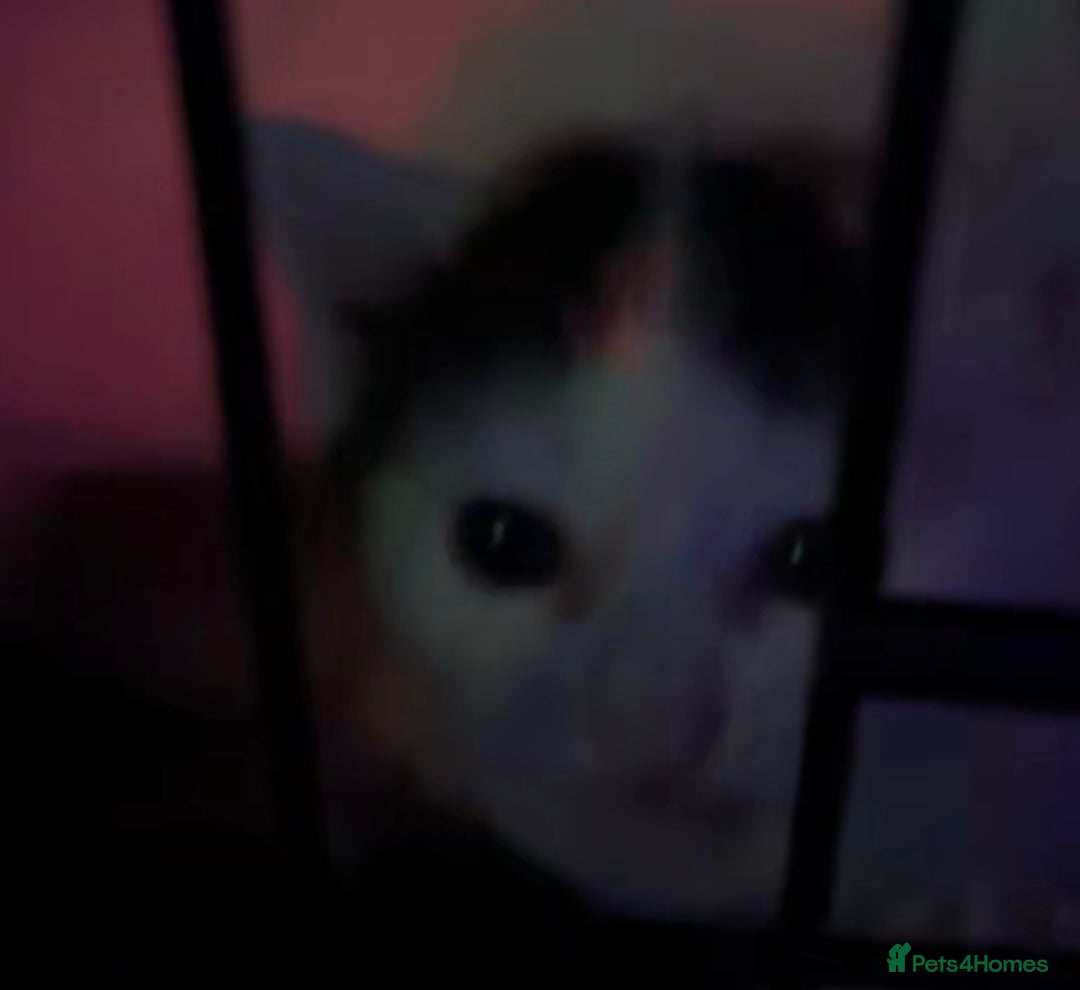 British Shorthair cats for sale: 3 stunningly gorgeous baby’s  - Advert 9