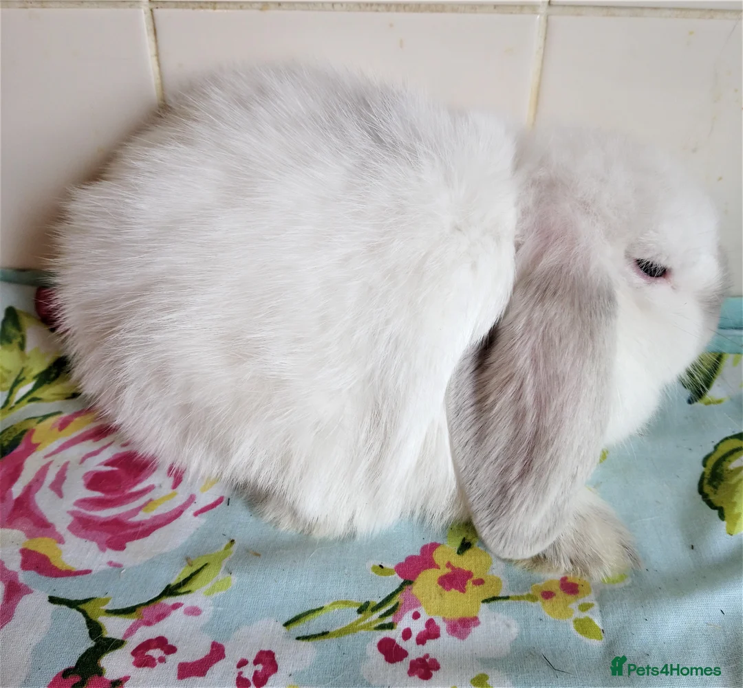 Mini Lop rabbits for sale: Pedigree Mini Lops in Tamworth - Advert 16