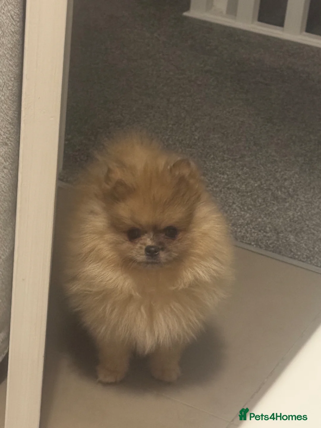 Pomeranian dogs for sale: Male Pomeranian  in Leeds - Advert 1