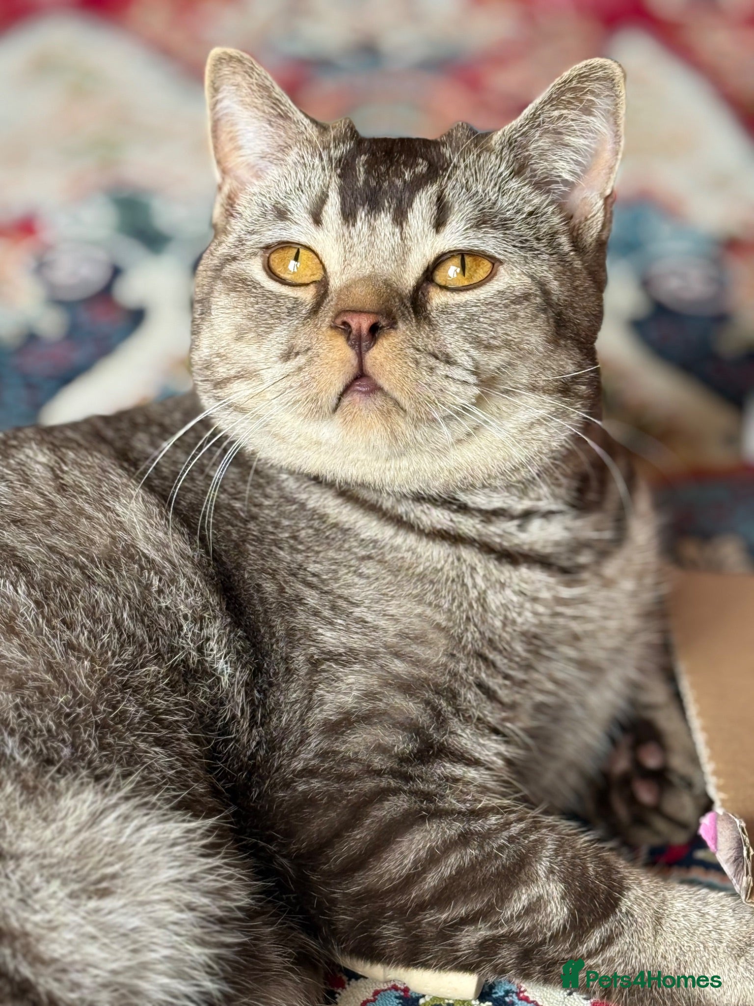 British Shorthair cats British short hair  - Advert 2
